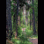 Siberian-forest