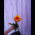 Северяночка 77