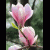 Magnoliya199