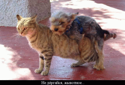 Любовь зла...