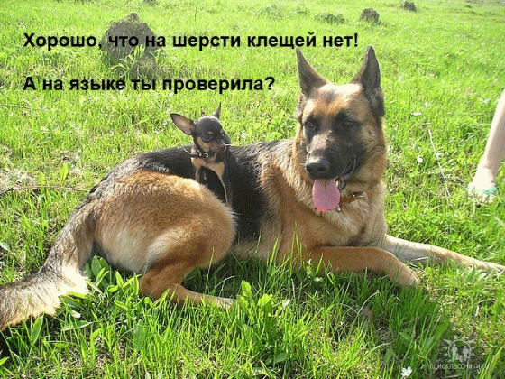 Очень Ушу я люблю, Всё вниманье ей дарю, Только ей одной позволю Разместиться на боку.