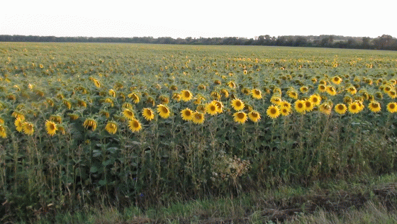 подсолнухи