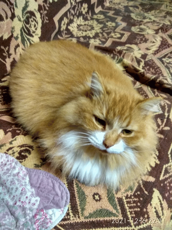 Кот, просто кот...