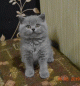 Оцените котёнка )...